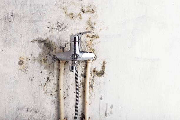 Best Health and Safety Mold Remediation in Edinburg, TX