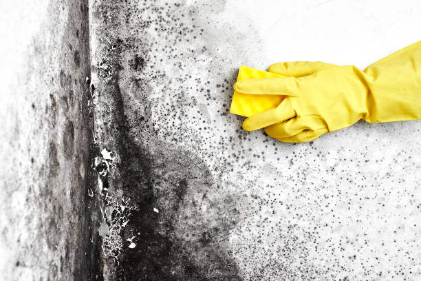 Best Insurance-Related Mold Remediation in Edinburg, TX