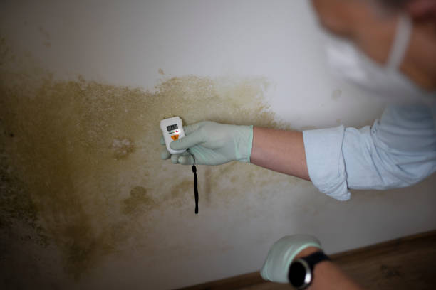 Best Residential Mold Remediation in Edinburg, TX