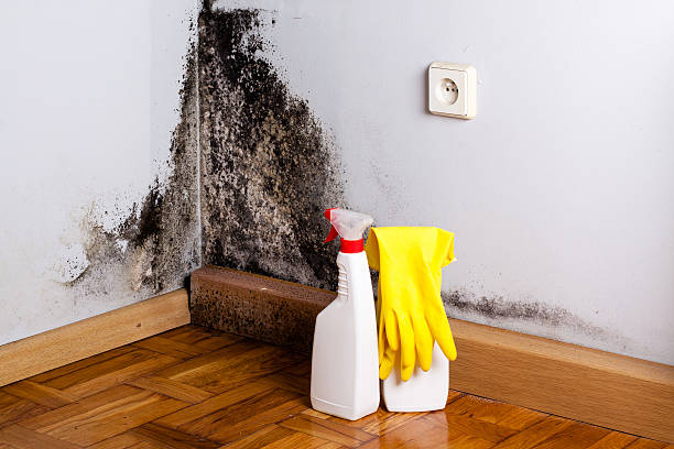 Best White Mold Remediation in Edinburg, TX